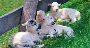 lambs resting